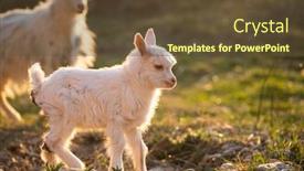  Presentation with cartoon goat - Cool new presentation theme with cute-little-goatling-and-goat backdrop and a tawny brown colored foreground