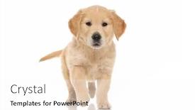  Presentation with golden - Audience pleasing presentation design consisting of cute-little-golden-retriever-dog backdrop and a white colored foreground