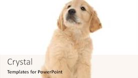  Presentation with dog baby cute child - Slide set featuring cute-little-golden-retriever-dog background and a lemonade colored foreground