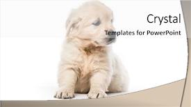  Presentation with puppy - Presentation theme having cute little golden retriever puppy background and a white colored foreground