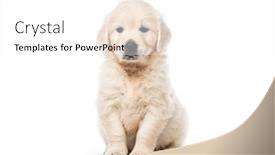  Presentation with golden - Presentation theme having cute little golden retriever puppy sitting isolated on white background background and a white colored foreground