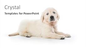  Presentation with puppy - Amazing theme having cute-little-golden-retriever-puppy backdrop and a white colored foreground