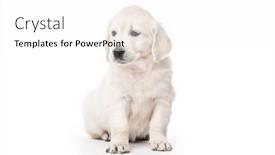  Presentation with puppy - Beautiful theme featuring cute-little-golden-retriever-puppy backdrop and a white colored foreground