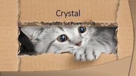  Presentation with cute cat and dog - Beautiful PPT layouts featuring cute little gray cat looking backdrop and a coral colored foreground