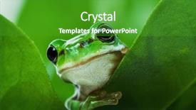  Presentation with green tree - Beautiful presentation featuring cute little green tree frog backdrop and a shamrock green colored foreground