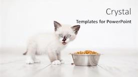  Presentation with snow cat - Slide deck enhanced with cute-little-grey-kitten-eats background and a white colored foreground