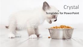  Presentation with snow cat - Presentation featuring cute-little-grey-kitten-eats background and a sky blue colored foreground