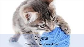  Presentation with thread - Cool new slide set with cute little grey kitten with skein of thread isolated on white backdrop and a light blue colored foreground