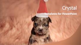  Presentation with puppy - Cool new presentation theme with cute little grinch puppy wearing backdrop and a coral colored foreground