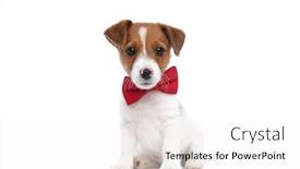  Presentation with russell - Audience pleasing slides consisting of cute-little-jack-russell-terrier backdrop and a white colored foreground