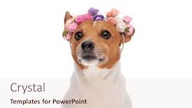  Presentation with russell - Slides having cute-little-jack-russell-terrier background and a  colored foreground