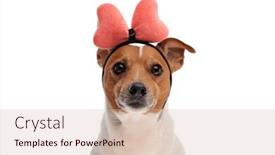  Presentation with russell - PPT theme having cute-little-jack-russell-terrier background and a soft green colored foreground