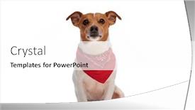  Presentation with russell - Slide deck with cute-little-jack-russell-terrier background and a white colored foreground