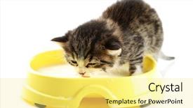  Presentation with hello kitty cute little kitten - Audience pleasing PPT layouts consisting of cute little kitten drinks milk backdrop and a blonde colored foreground