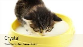  Presentation with soy milk drink and tofu - Cool new PPT theme with cute little kitten drinks milk backdrop and a yellow colored foreground