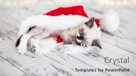  Presentation with kitten - Presentation design enhanced with cute-little-kitten-is-sleeping background and a light gray colored foreground