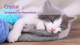  Presentation with kitten - Audience pleasing presentation theme consisting of cute little kitten sleeping on plaid on bright background backdrop and a sky blue colored foreground