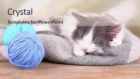  Presentation with kitten - Beautiful presentation theme featuring set of vintage medical instruments backdrop and a gray colored foreground.