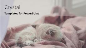  Presentation with kitten - Cool new theme with cute-little-kitten-sleeping backdrop and a light gray colored foreground