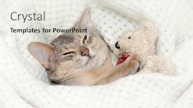  Presentation with kitten - 