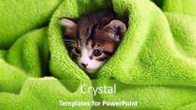 Presentation with kitten - PPT theme consisting of cute-little-kitten-with-towel background and a shamrock green colored foreground