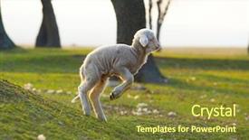  Presentation with farming - Presentation having cute little lamb jumping background and a  colored foreground