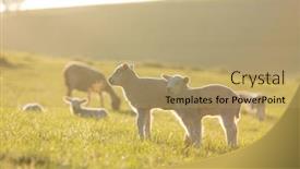  Presentation with meadow - Cool new slides with cute-little-lambs-on-fresh backdrop and a coral colored foreground