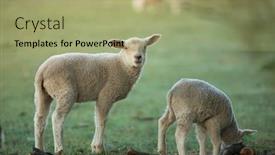  Presentation with meadow - Theme enhanced with cute-little-lambs-on-fresh background and a mint green colored foreground