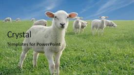  Presentation with meadow - Presentation theme featuring cute little lambs on fresh background and a seafoam green colored foreground