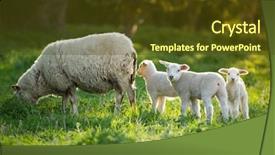 Presentation with sheep - Colorful slide deck enhanced with cute little lambs with sheep backdrop and a tawny brown colored foreground