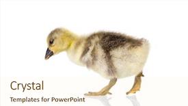  Presentation with geese - Cool new PPT theme with cute little newborn fluffy gosling backdrop and a cream colored foreground