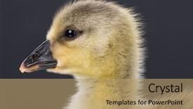  Presentation with geese - Slide set enhanced with cute little newborn fluffy background and a coral colored foreground