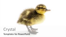  Presentation with newborn - Slides with cute-little-newborn-mallard-duckling background and a white colored foreground