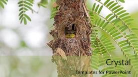  Presentation with olive - Slides featuring cute little olive-backed yellow-bellied sunbird baby looking out from its hanging flask-shaped nest cinnyris jugularis background and a yellow colored foreground