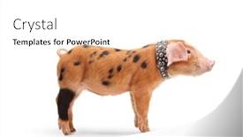  Presentation with pig - PPT theme consisting of cute-little-pig-pet background and a white colored foreground