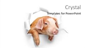  Presentation with cute - PPT layouts consisting of cute-little-piglet-peeking-through background and a  colored foreground