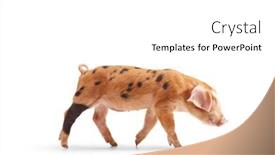  Presentation with walking - Presentation theme enhanced with cute-little-piglet-walking-isolated background and a white colored foreground