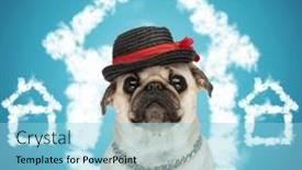  Presentation with dog shelter - Slide deck having cute-little-pug-dog-wearing background and a light blue colored foreground