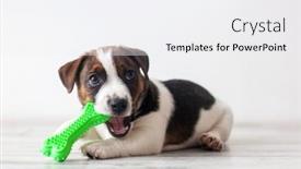  Presentation with curiosity - Slides with cute-little-puppy-lying background and a white colored foreground