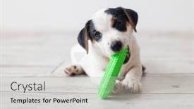  Presentation with curiosity - Presentation theme consisting of cute-little-puppy-lying background and a light gray colored foreground