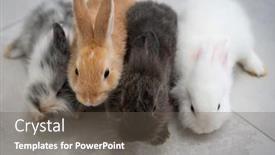  Presentation with bunny - PPT theme consisting of cute-little-rabbit-bunny-family background and a gray colored foreground