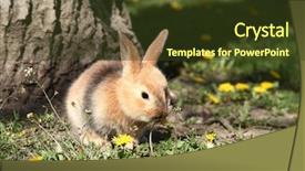  Presentation with bunny - Slides having cute little rabbit bunny is background and a tawny brown colored foreground