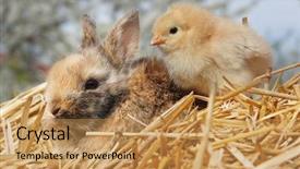  Presentation with bunny - Presentation theme consisting of cute little rabbit bunny background and a gold colored foreground