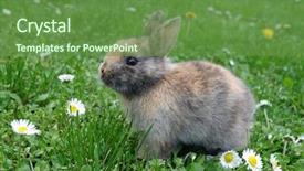  Presentation with rabbit - Beautiful slide set featuring cute little rabbit bunny backdrop and a tawny brown colored foreground