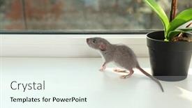  Presentation with rat - Beautiful PPT theme featuring cute little rat on windowsill backdrop and a sky blue colored foreground