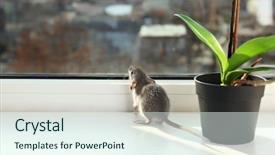  Presentation with rat - PPT theme enhanced with house mouse - cute little rat on windowsill background and a sky blue colored foreground