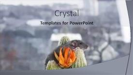  Presentation with rat - Colorful presentation design enhanced with cute little rat sitting on cactus backdrop and a light blue colored foreground