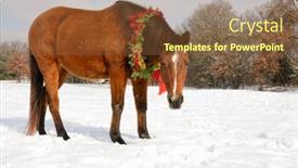  Presentation with red gold - Colorful PPT theme enhanced with cute-little-red-bay-arabian backdrop and a tawny brown colored foreground