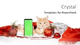  Presentation with green screen - Presentation theme featuring cute-little-red-cat background and a  colored foreground
