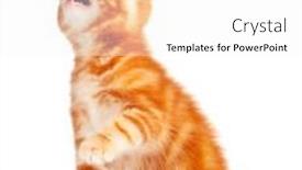  Presentation with kitten - Slides with cute-little-red-kitten-isolated background and a white colored foreground